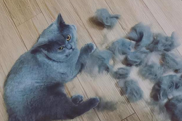 猫咪为什么超级掉毛呢怎么回事 猫咪为什么超级掉毛呢怎么回事