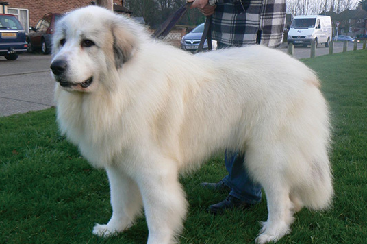 一文告诉你,养大白熊犬注意什么?