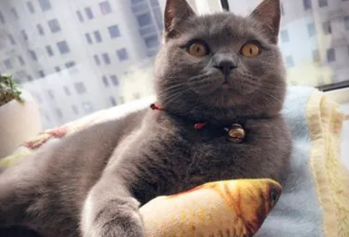 西安靠谱的猫舍 西安靠谱的猫舍