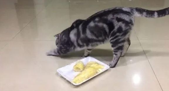 为什么有些猫咪埋屎呢