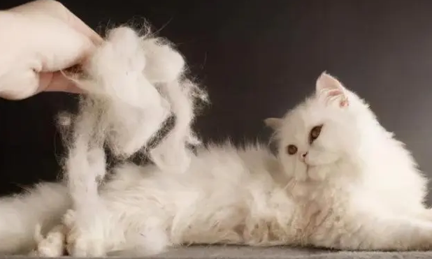 女子养猫肺里一团猫毛