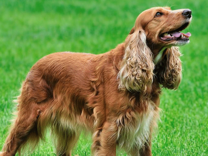 一文告诉你,美国可卡犬掉毛吗? 一文告诉你,美国可卡犬掉毛吗?
