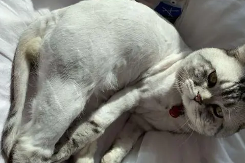 猫咪身上为什么有虱子呢怎么办 猫咪身上为什么有虱子呢怎么办