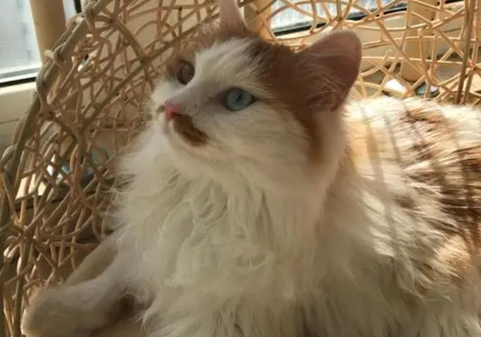 猫像噎着似的脖子一伸一伸的 猫像噎着似的脖子一伸一伸的