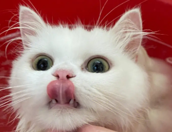 猫咪下巴有红色的像是结痂一样