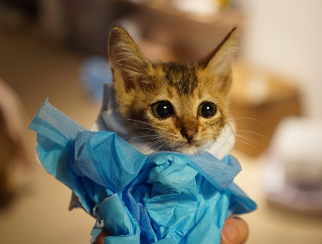 刚刚开始养猫就后悔了 刚刚开始养猫就后悔了