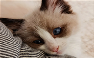 猫咪绝育之后还尿床的原因