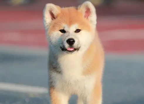 秋田犬吃什么好？你不得不看！