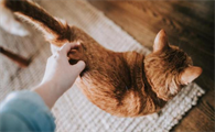 猫咪为什么记忆短促呢