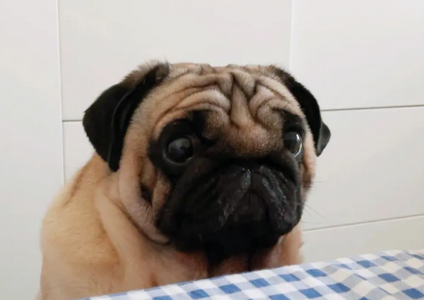 巴哥犬眼屎多怎么办？不妨来了解这些小妙招！
