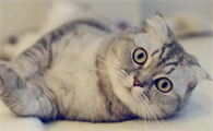 猫的年龄一般能活多久