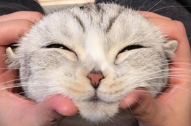 猫为什么不能微笑