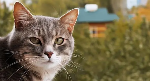 GO猫粮告诉你：养猫的意义在哪里？
