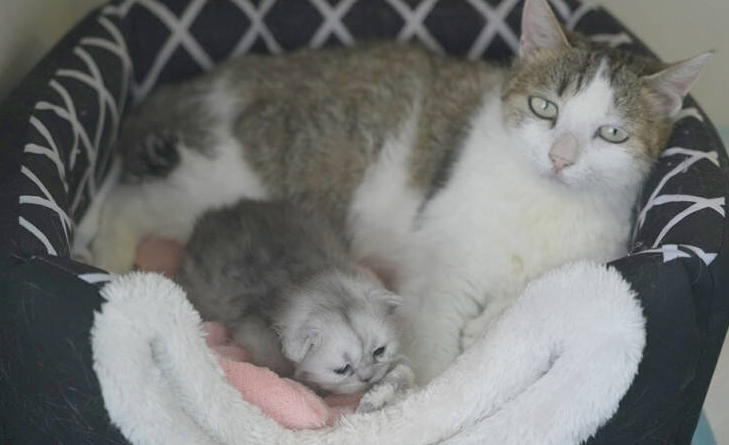克隆猫多少钱一只 克隆猫多少钱一只