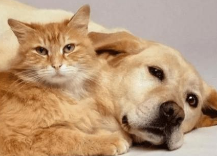 猫咪为什么舔狗狗呢 猫咪为什么舔狗狗呢