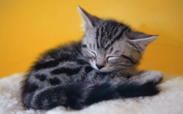 猫发几次情就不发了