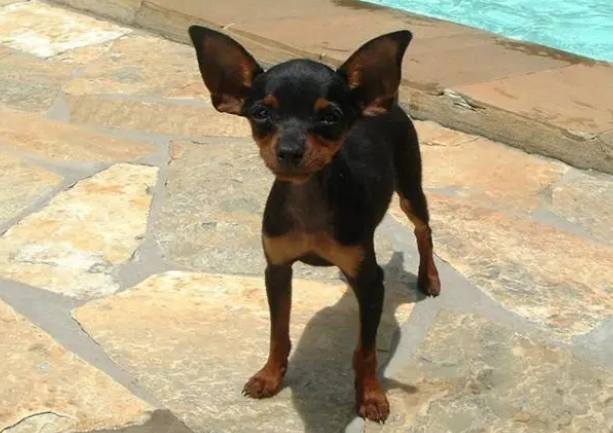 几个月小鹿犬就好养?想养的来看看吧 几个月小鹿犬就好养?想养的来看看吧