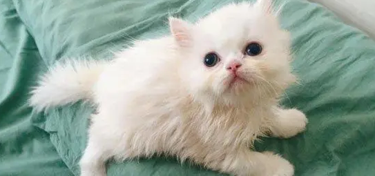 为什么南京猫咪那么贵