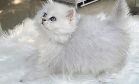 金吉拉猫身上有跳蚤怎么去除？怎么去跳蚤？