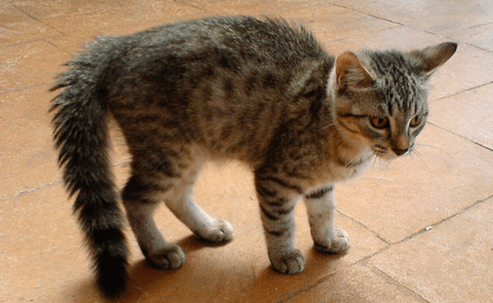 猫咪弓着腰撒娇怎么回事 猫咪弓着腰撒娇怎么回事