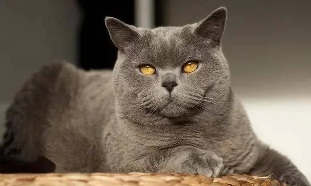 英国短毛猫怎么养