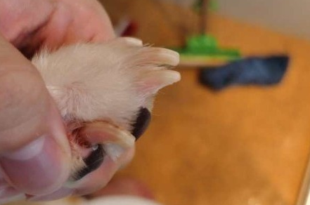 猫咪指甲流血是怎么回事 猫咪指甲流血是怎么回事