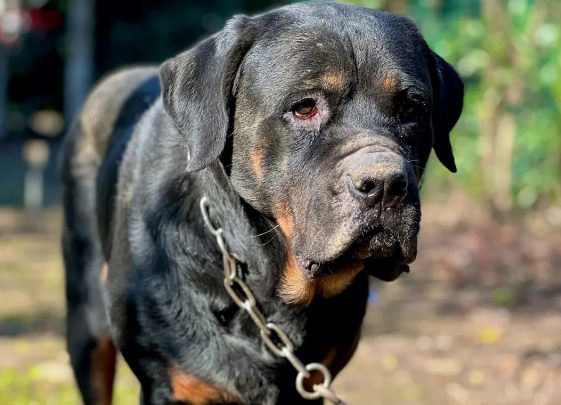 罗威纳犬怎么训练?正确的训练方式是? 罗威纳犬怎么训练?正确的训练方式是?