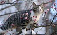 什么植物花对猫有毒