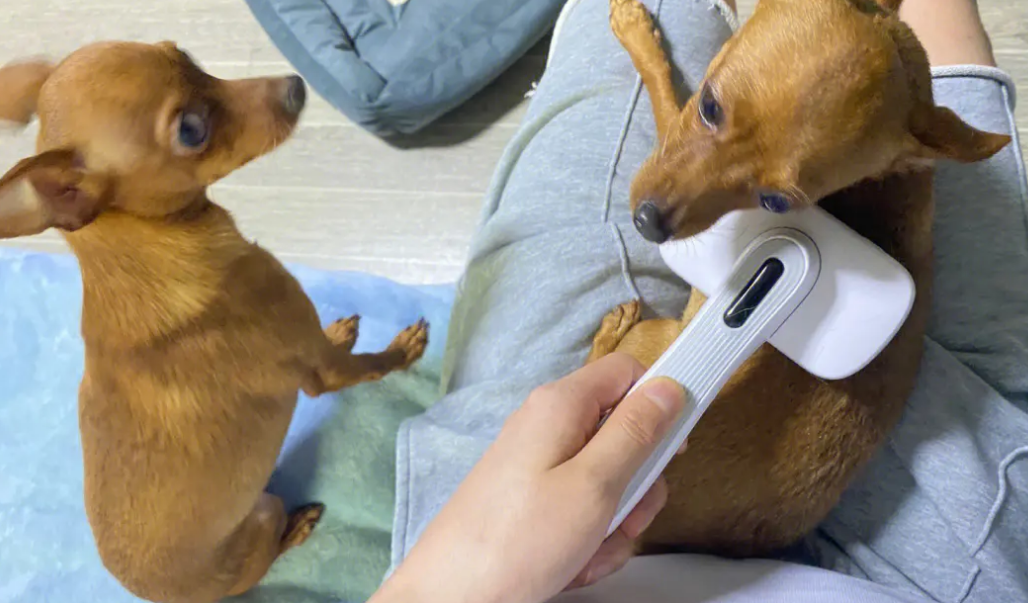 小鹿犬掉毛严重怎么办？可能是皮肤病