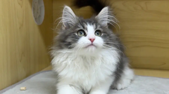 科普：挪威森林猫幼猫一天吃几顿？