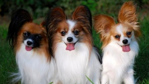怎样训练蝴蝶犬装死?一文告诉你! 怎样训练蝴蝶犬装死?一文告诉你!