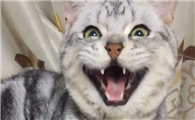 猫咪发出笑声是为什么原因