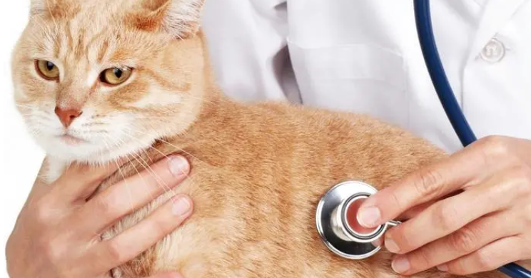 猫咪血容低是为什么引起的 猫咪血容低是为什么引起的