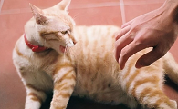 猫咪为什么怕被咬