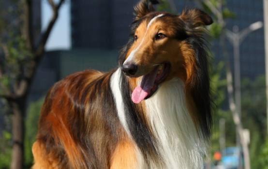 苏格兰牧羊犬抽搐发抖怎么办？别急，看这篇文章