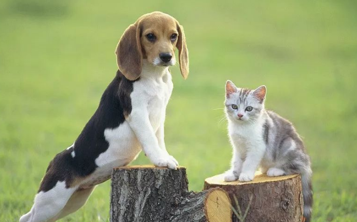 猫和狗喝一碗水会生病吗