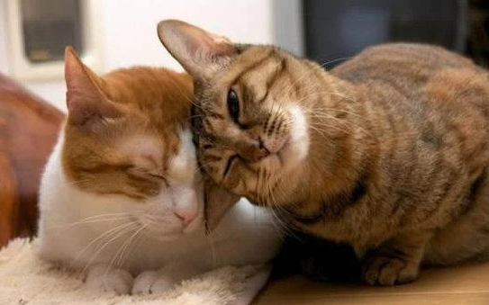 猫咪爬身上撒娇是为什么呢