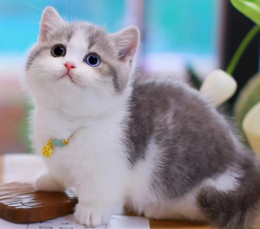 如何挑选曼基康猫?这些细节要懂! 如何挑选曼基康猫?这些细节要懂!