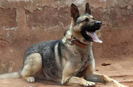 昆明犬优点和缺点是什么?这里可以了解~ 昆明犬优点和缺点是什么?这里可以了解~