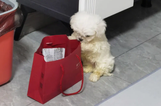 马尔济斯犬产前征兆有哪些,你们清楚吗? 马尔济斯犬产前征兆有哪些,你们清楚吗?