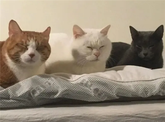 头像为什么不能是猫咪照片呢 头像为什么不能是猫咪照片呢