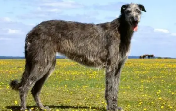 苏格兰猎鹿犬怎么美容？养宠小经验