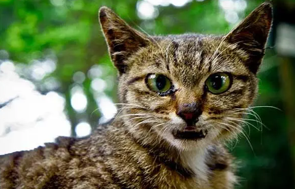 野猫被打有报复行为吗