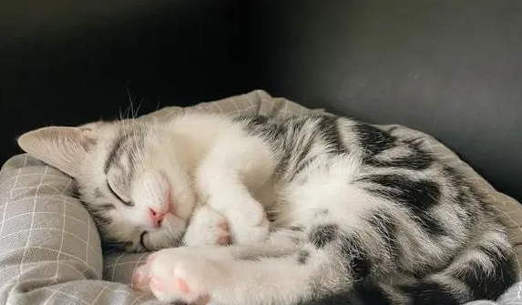 猫咪睡觉为什么会轻微抽搐抖动 猫咪睡觉为什么会轻微抽搐抖动