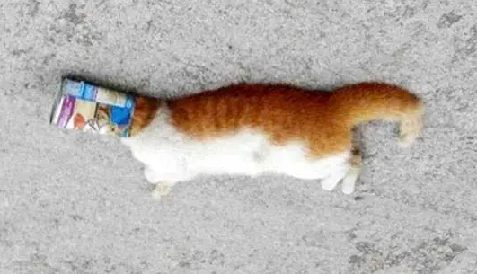 杀死猫的方法