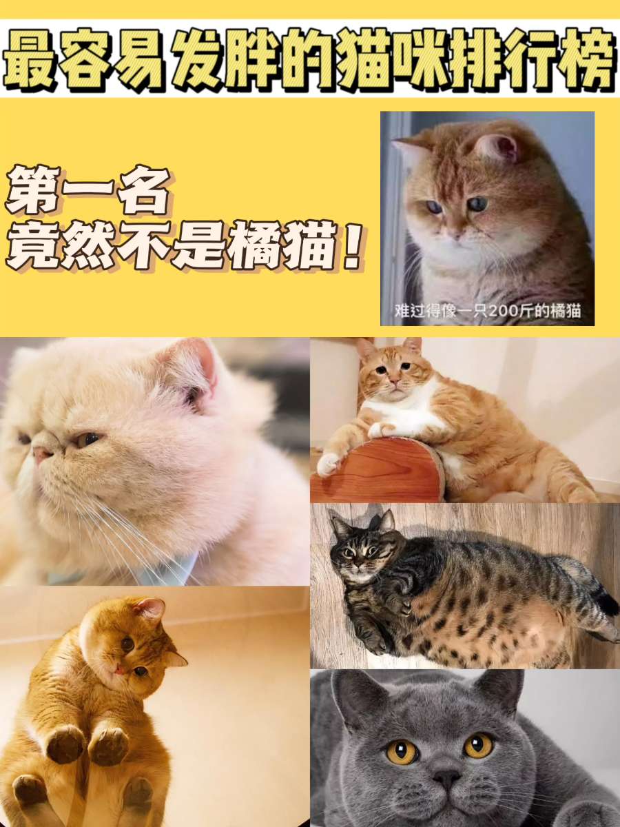 最容易发胖的猫咪排行榜!第一名竟不是橘猫 最容易发胖的猫咪排行榜!第一名竟不是橘猫