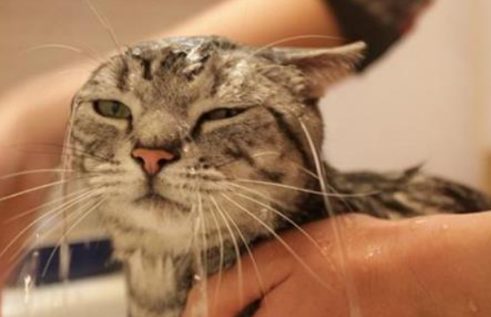 猫咪冬天多久洗一次澡最好呢