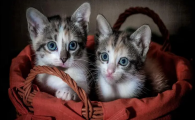 养10只宠物猫一年利润
