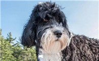 葡萄牙水犬吃什么好？主人要注意