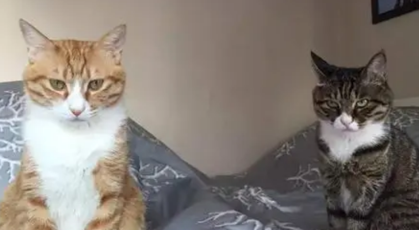 猫咪为什么嫌弃自己的老婆呢
